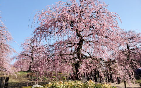 鈴鹿の森庭園