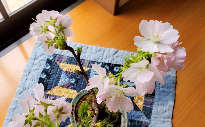 盆栽桜