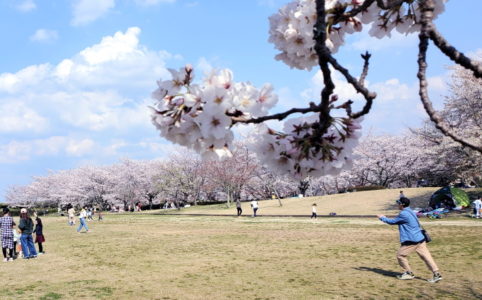 公園の桜