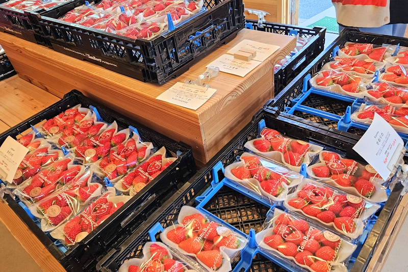 伊賀市のいちご農園 TomiBerry