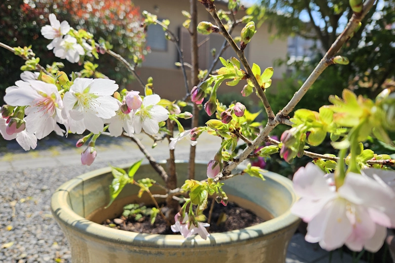 わが家の桜も開花