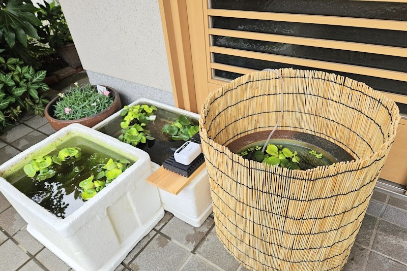 メダカが襲われた!? メダカがほぼ消えた